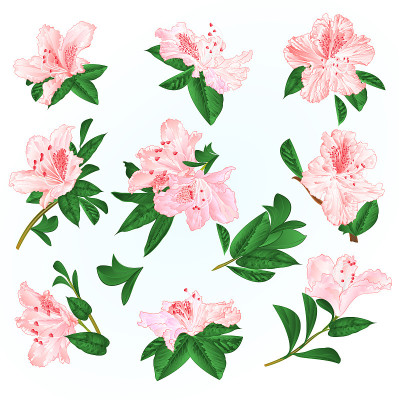 Light pink  flowers rhododendrons and leaves  moun