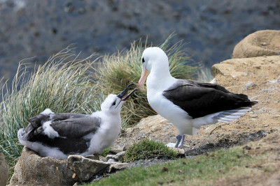 黑眉信天翁，黑鳍海雀，福克兰群岛
