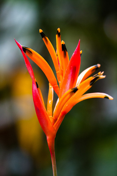花3