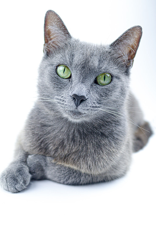 俄罗斯蓝猫工作室肖像
