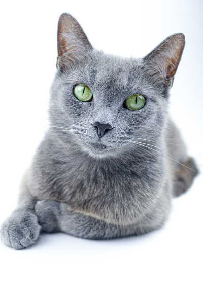 俄罗斯蓝猫工作室肖像