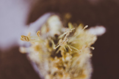 这是春天菩提树花的微距照片