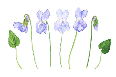木紫罗兰花孤立在白色背景上。水彩手绘插图。Viola Odorata系列的设计。