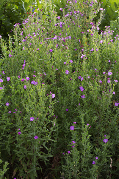 伟大的Willowherb