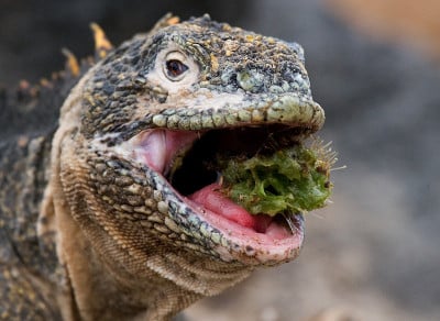 The land iguana eats a cactus.