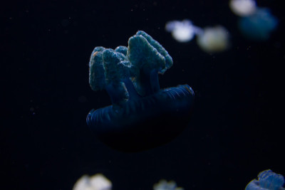 水母的影子
