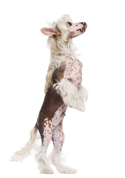 中国冠毛犬用后腿站立，向上看