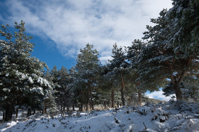雪山上的冬季景观，周围是雪山松树。