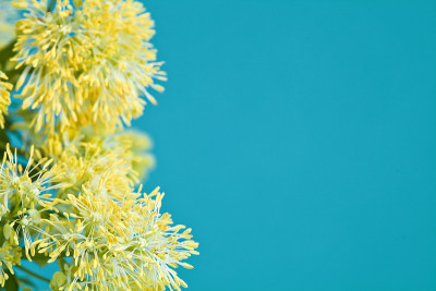 黄色的草芸香或黄Thalictrum