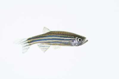 Zebrafish II
