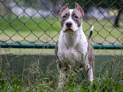 处于警戒状态的比特犬