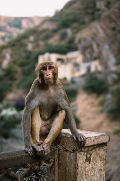 Rajastan
