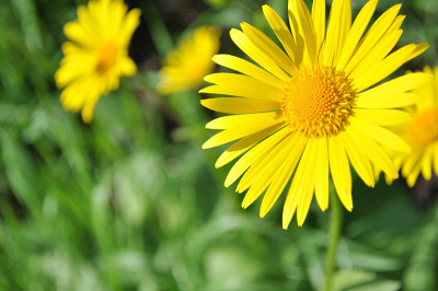 黄色marguerites