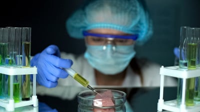 科学家在鸡肉中注射黄色液体，寄生虫分析，感染
