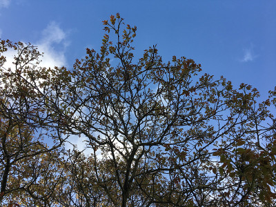 普通核桃树在2018年5月下旬开花