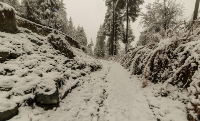 雪覆盖的道路周围的雪松在喜马拉雅山