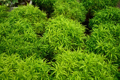 明aralia