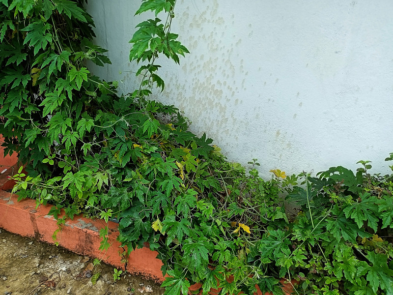 在印度马哈拉施特拉邦的Kolhapur，苦瓜或苦柠檬植物作为一种药攀爬植物生长在家庭花园的库存照片。