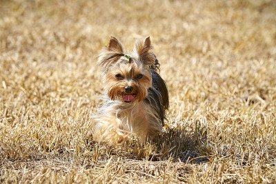 约克郡犬