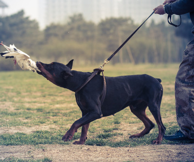 杜宾犬