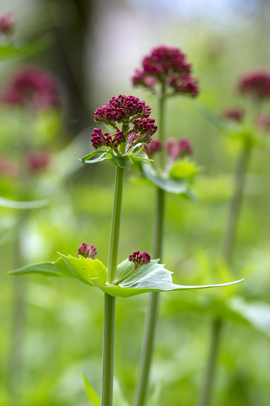 Centranthus ruanthus是一种开花植物，花呈鲜红色，茎和叶呈绿色，是观赏花