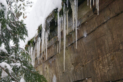 雪松林雪