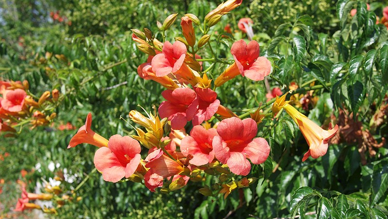 喇叭花或喇叭花，牛痒花，蜂鸟花(宿根草)