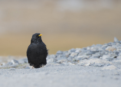 阿尔卑斯chough (pyrrhoax graculus)