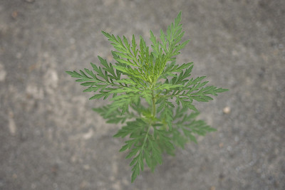 安布罗西亚青苔