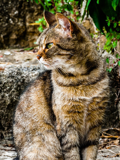 灰色虎斑猫