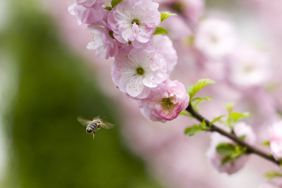 蜜蜂飞向日本樱桃的粉红色花朵