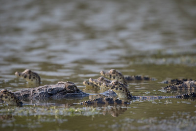 - Yacare Caiman - Pantanal