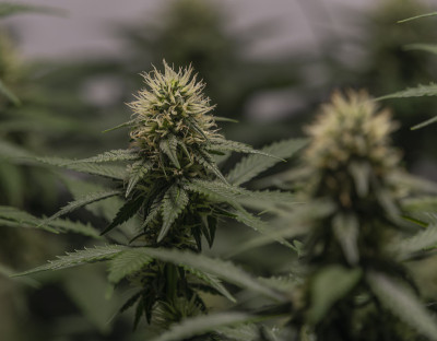 白色俄罗斯和S.A.G.E.品种大麻花下LED灯