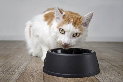 可爱的虎斑猫在食物碗旁边做鬼脸。