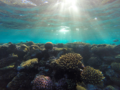红海水下珊瑚礁