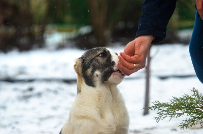 阿拉拜幼犬在冬天用手喂食