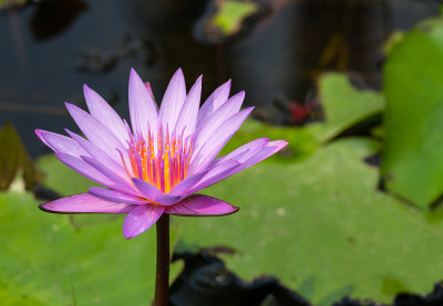 莲花