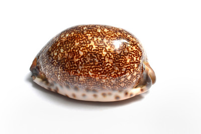 宝贝贝壳