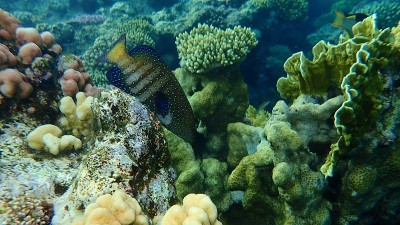 海下有蓝斑石斑鱼或孔雀石斑鱼、天斑石斑鱼、孔雀后鱼、海斑石斑鱼