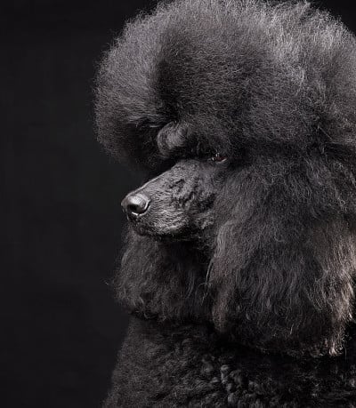 标准黑色贵宾犬的肖像