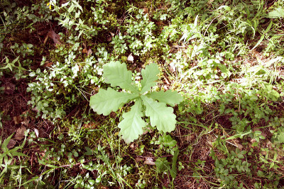 Young oak growing in summer forest.