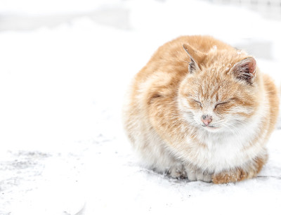 雪猫