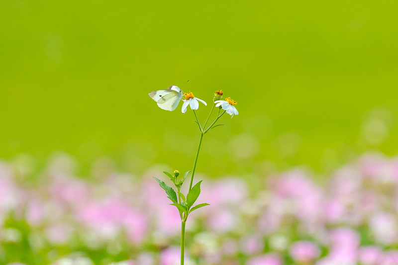 月见草和小鸟