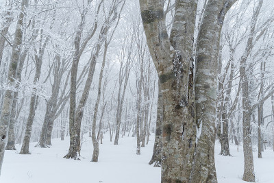rime