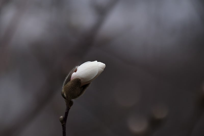 白玉青花树枝，春暖花开