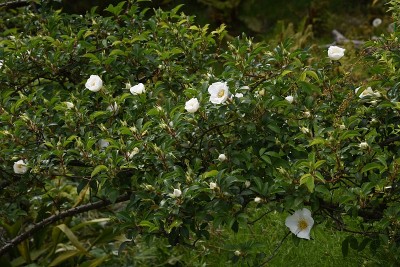 蔷薇花
