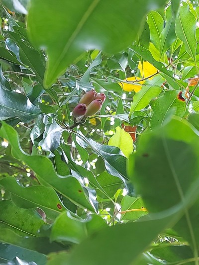 植物