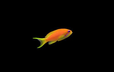 真素鱼- (Pseudanthias squamipinnis)