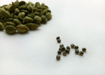 小豆蔻