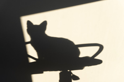 墙上的猫影